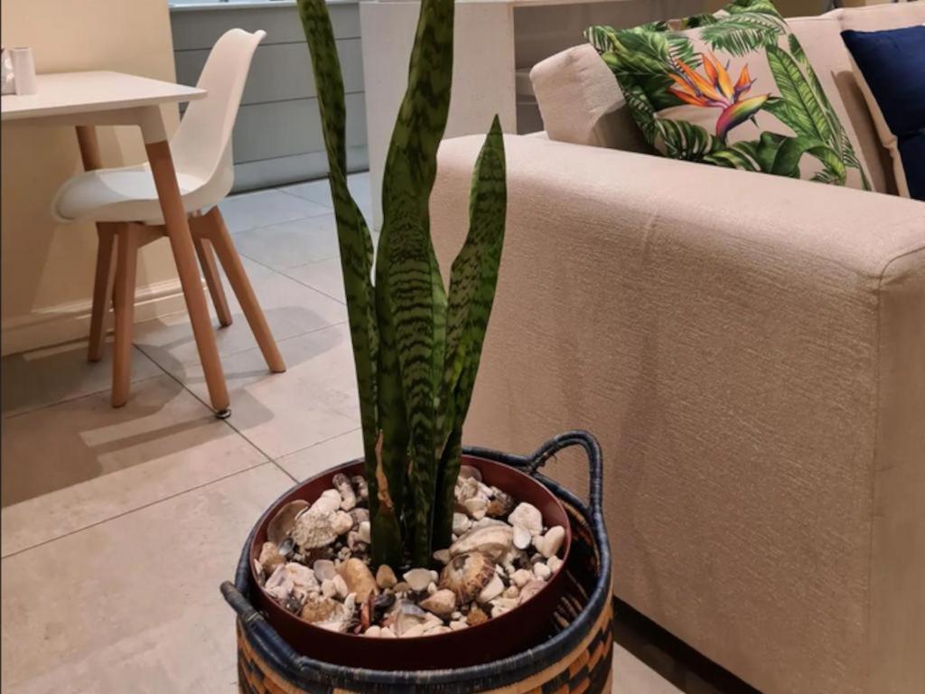 The Little Big Green House Hotel Muizenberg Quarto foto